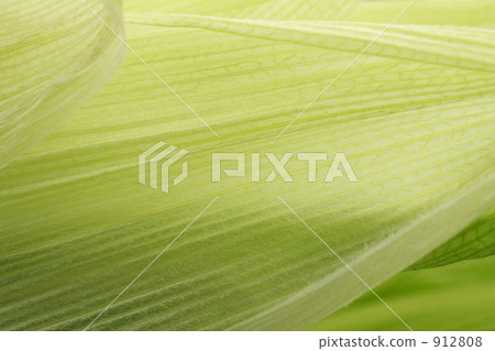 新鮮的玉米噴 912808