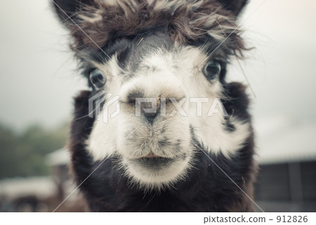 Alpaca with white and brown hair Alpaca with white and brown hair 912826