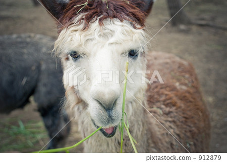Alpaca with white hair and brown hair 912879