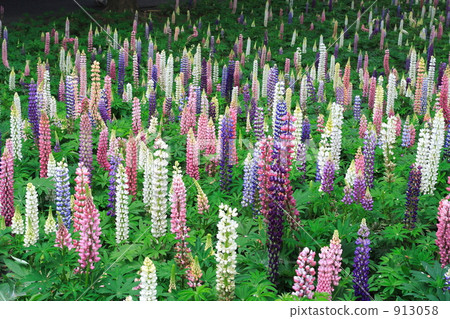 羽扇豆花園 913058