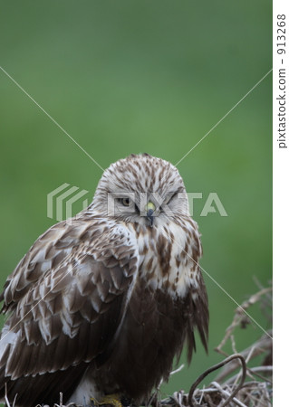 普通鵟 老鷹 鷹 913268