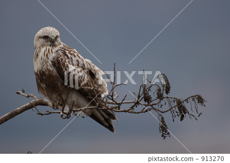 普通鵟 鷹 老鷹 913270