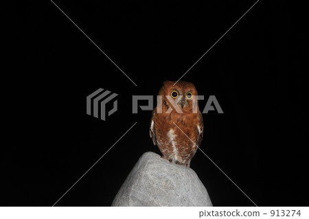 歐亞混血角鴞 貓頭鷹 候鳥 913274