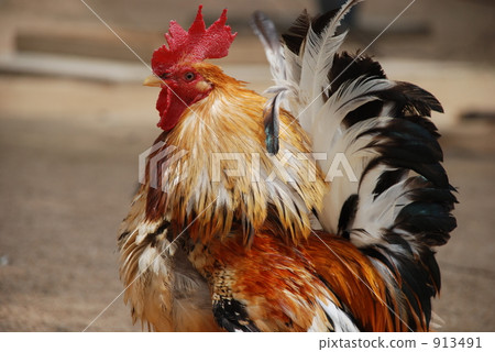 Chicken 913491