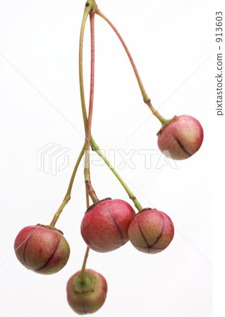 懸浮的花朵 913603