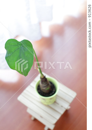 Foliage plant Foliage plant 913626