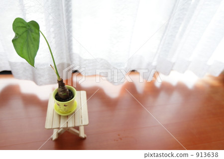 Foliage plant Foliage plant 913638