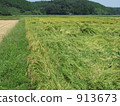 Lodged rice 913673