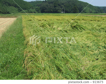 Lodged rice Lodged rice 913673