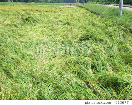 稻田住宿米 913677