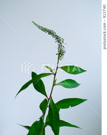 珍珠菜 珍珠菜 913740