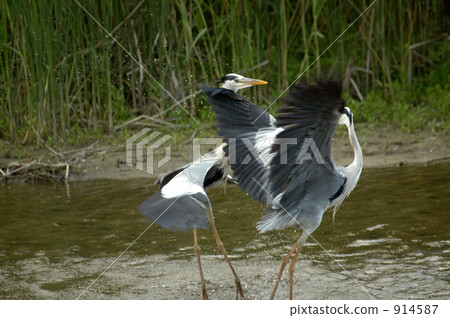 Feeding battle 5 914587