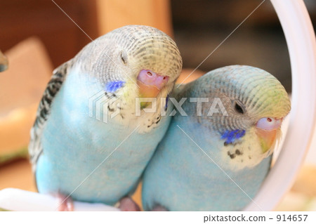 Where brothers Sekisei parake chicks sleep closely together Where brothers Sekisei parake chicks sleep closely together 914657