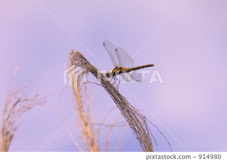 darter, red dragonfly, variety of red dragonfly 914980