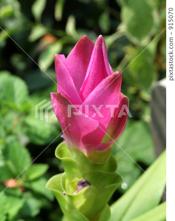 Curcuma's Flower 915070
