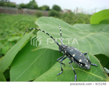 Affiliation Affiliation 915246