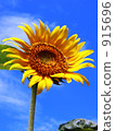 sunflower	 915696