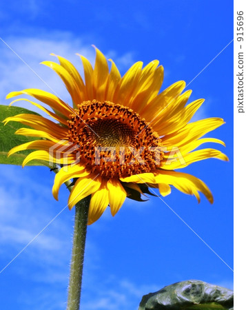 sunflower sunflower 915696