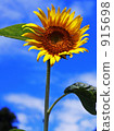 Sunflowers and ants 915698