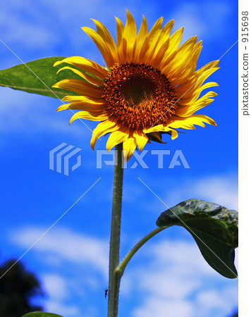 Sunflowers and ants Sunflowers and ants 915698
