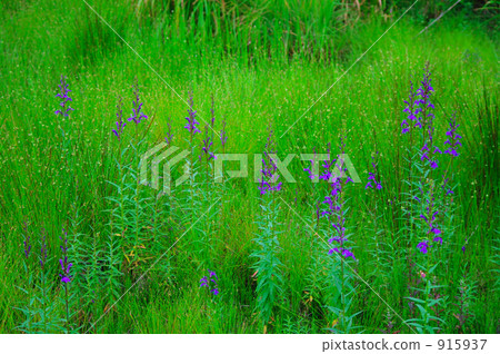 Numagara沼澤的Sawahida Numagara沼澤的Sawahida 915937