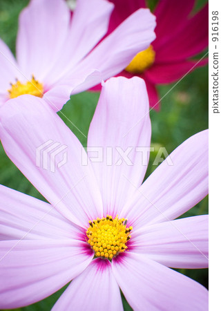 Cosmos 916198