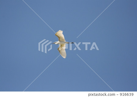 The harle that flutters in the sky 916639