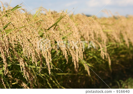 paddy, rice plant, harvest 916640