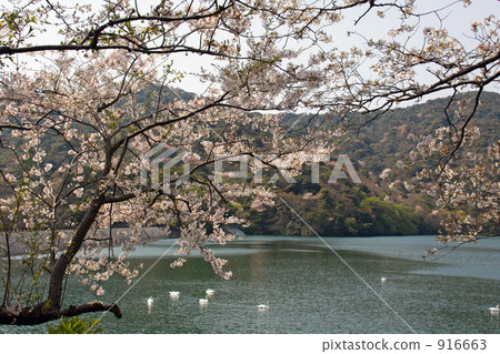 gotenba-zakura, cherry tree in leaf, double-flowered cherry tree 916663