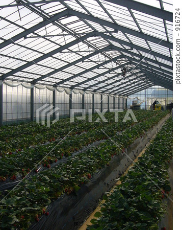 Strawberry picking Strawberry picking 916724