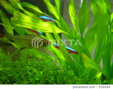 lemon tetra, cardinal tetra, freshwater fish 916884