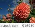 Summer Dahlia 916930