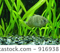 淡水魚 熱帶魚 魚 916938