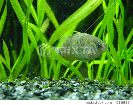 淡水魚 熱帶魚 魚 916938