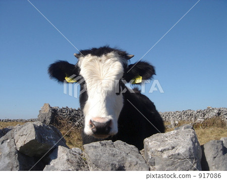 Delicious milk! 917086