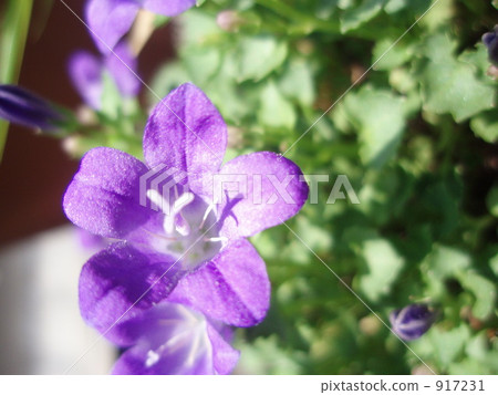 Early summer flowers 917231