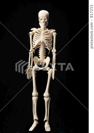 Skeleton model 917255