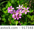 Murasaki Kabaki 917348