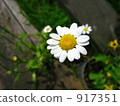 黃春菊 917351