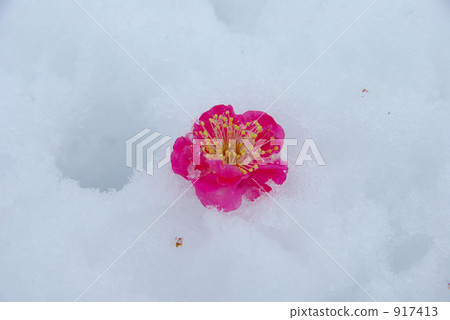 Plum blossoms 917413
