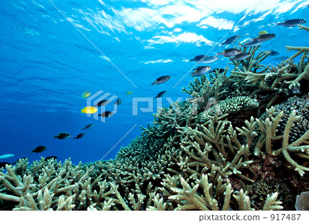 striped large-eye bream, gold-lined sea-beam, tropical fish 917487