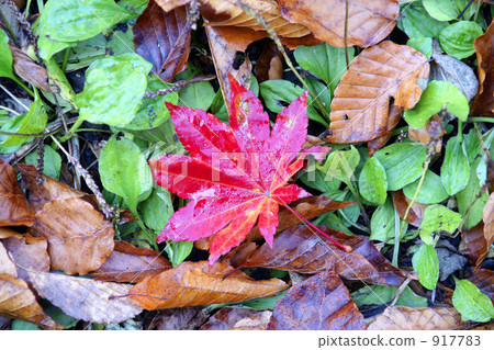 Autumn leaves Autumn leaves 917783