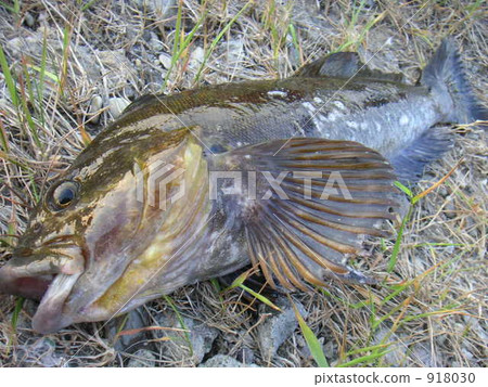 石斑魚 根魚 岩魚 918030