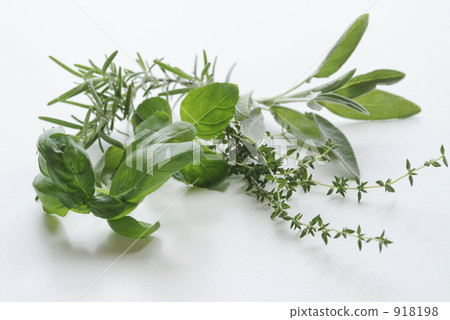 basil, mint, ocimum 918198
