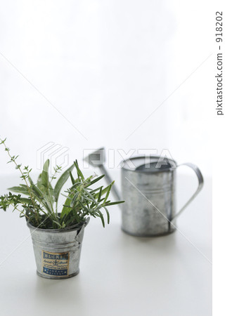 白色背景 白底 鼠尾草 918202