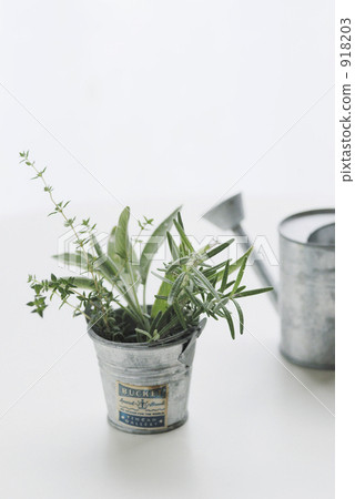 herb, herbal, bucket 918203