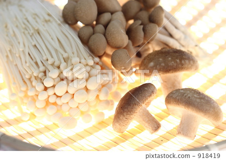 Assorted mushrooms 918419