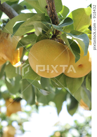 果園 梨 梨子 918432