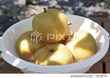 梨 梨子 水梨 918471