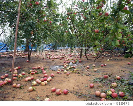 Typhoon damage 918472